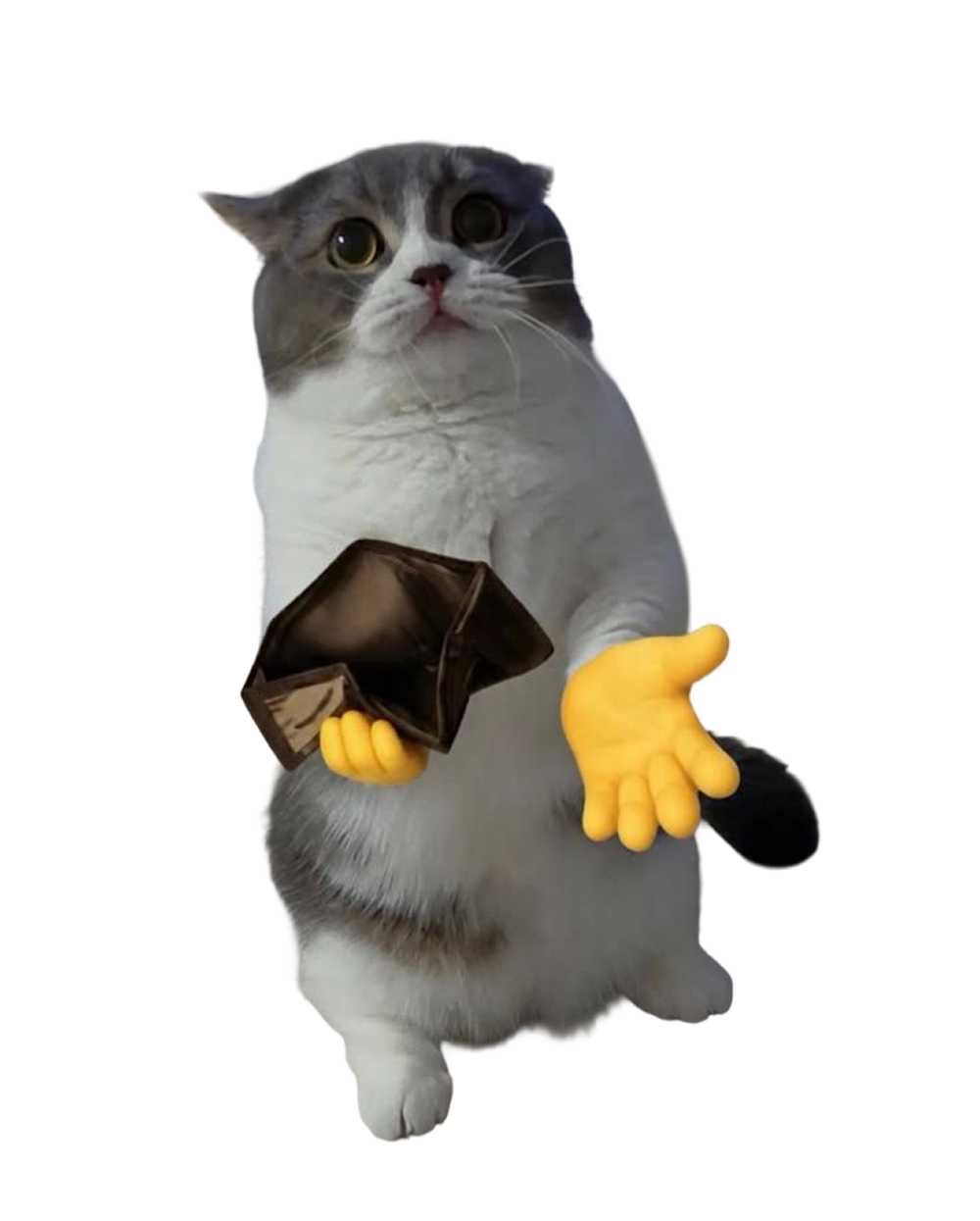 Fluffy gray and white cat with an empty wallet holding out a paw