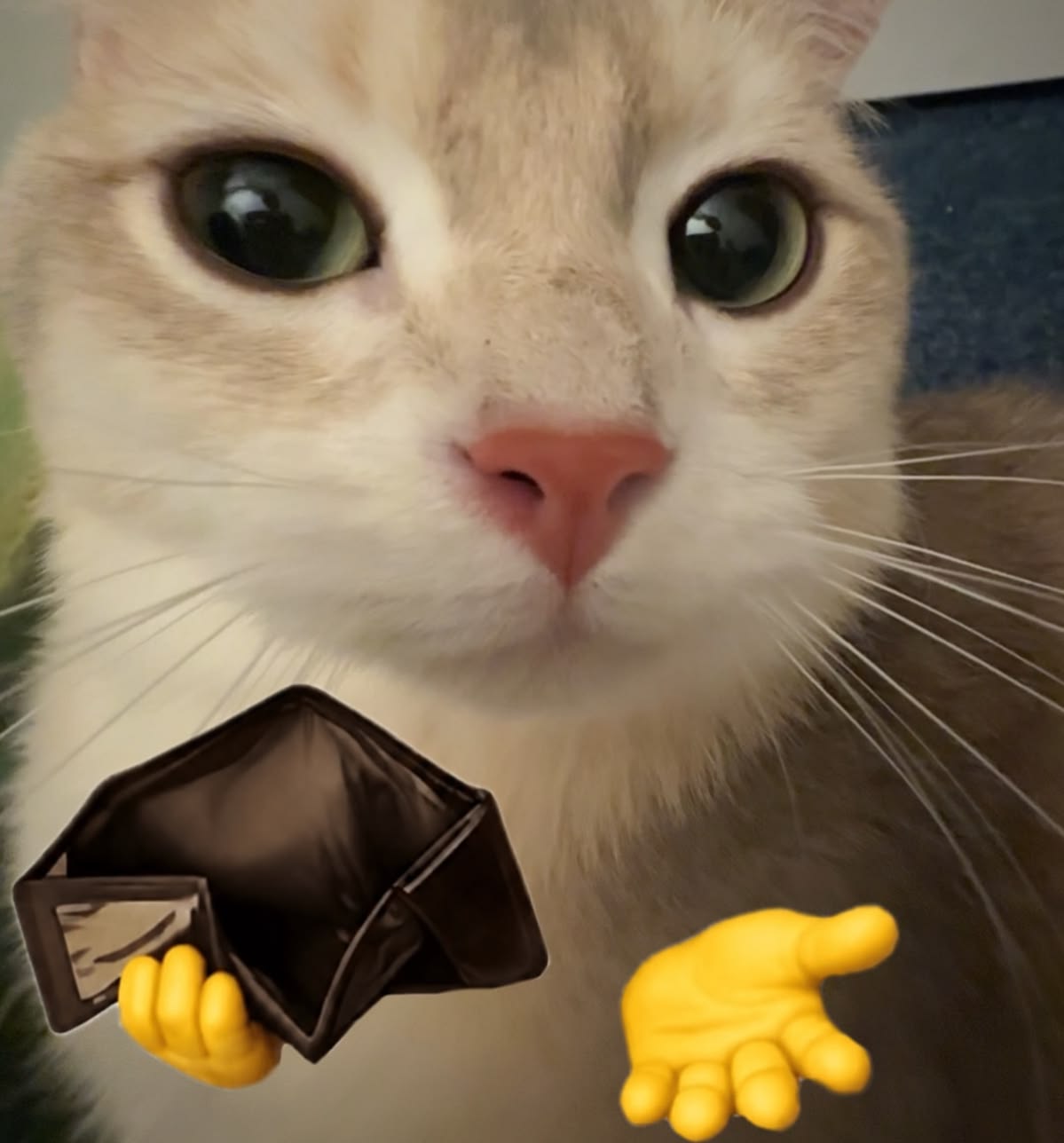 Close up of a cream cat holding an empty wallet